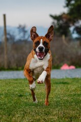 american staffordshire terrier