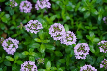 タイムの花