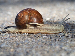 Weinbergschnecke