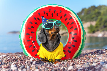 Dachshund puppy, dog in festive hat with rubber rings for swimming sunny summer day at beach background of the sea. Beach party, animation. Birthday is celebrated on beach. Games area children hotel