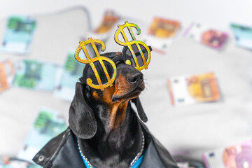 Funny dachshund puppy in a cool leather jacket and with dollar-shaped glasses sits and boldly looks...