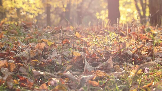 Autumn sunny forest. Close up on yellow colored maple dry tree leaves are falling to the ground on sunlight boken background. Camera view from the bottom laying on the floor. High quality 4k footage