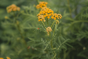 bee on a flower