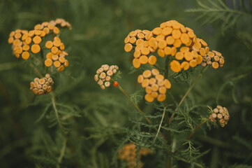 flower in the garden