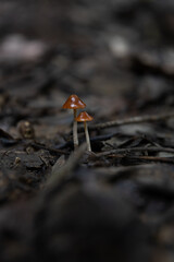 Two small mushrooms coming out from dry leaves on the forest ground
