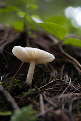 White mushroom close-up