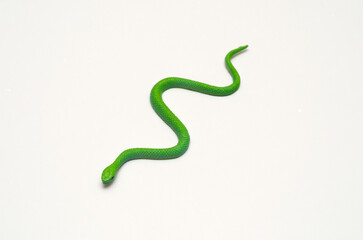 green rubber toy snake isolated on white background