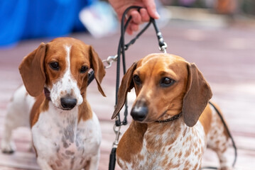Two cute spotted pygmy dachshunds on a wooden podium