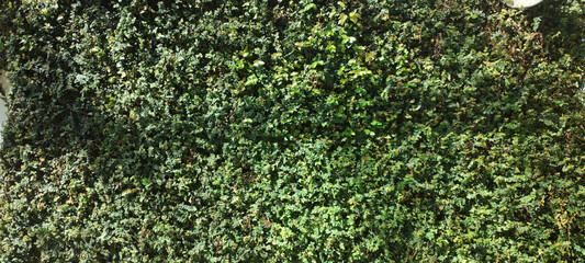 tile wall fence stone rock granite marble pattern hole leaf plant flower foliage green vegetation...