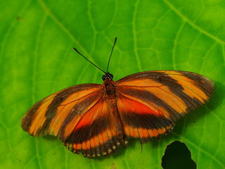 Orangegestreifter Heliconius