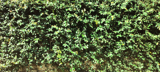 Fototapeta na wymiar tile wall fence stone rock granite marble pattern hole leaf plant flower foliage green vegetation rainforest bush ivy outdoor tree sky nature life hedge