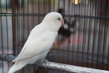 Lovebird Animal Photo Cute