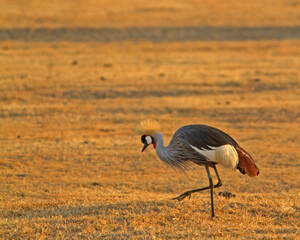 Grey Crowned Crane, Tanzania