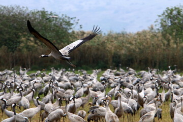 A large flock of cranes in the Hula nature reserve in northern Israel