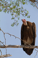 Perched vulture on Tazmanian plain.