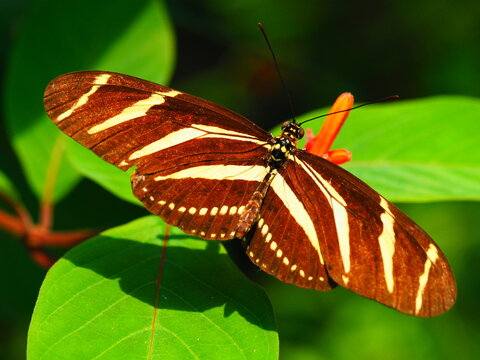 Zebrafalter