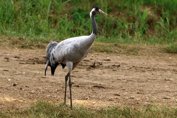 A large flock of cranes in the Hula nature reserve in northern Israel