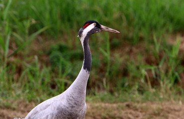 A large flock of cranes in the Hula nature reserve in northern Israel
