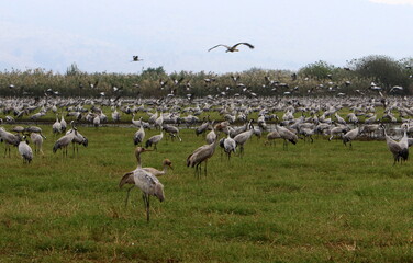 Fototapeta premium A large flock of cranes in the Hula nature reserve in northern Israel