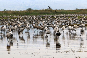 A large flock of cranes in the Hula nature reserve in northern Israel