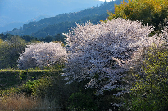 山の辺の道・桜　井寺池付近