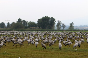 A large flock of cranes in the Hula nature reserve in northern Israel