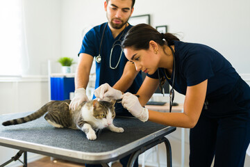 Caring female vet examining an ill scared cat at the veterinary clinic