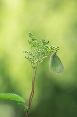 Moorland clouded yellow, Colias palaeno resting on meadowsweet plant