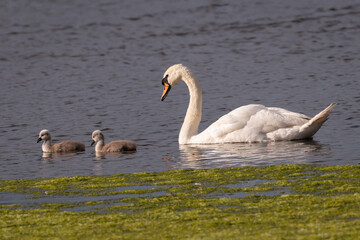 Family of mute swans (Cygnus olor) on a lake