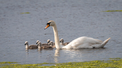 Fototapeta premium Mute swan (Cygnus olor) swimming with cygnets, Norfolk, UK