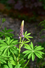 ルピナスの出始めの花