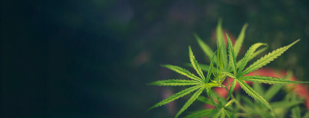 Banner Green Marijuana tree cannabis plant narcotic herbal in greenhouse. Panoramic Hemp leaf made...