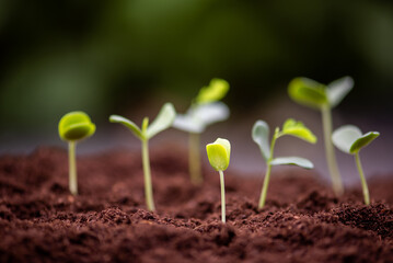 group of young plant growing from soil