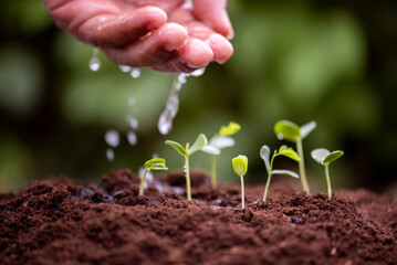 hand watering to the group of young plant