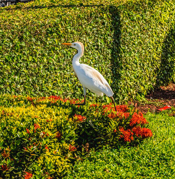 Great White Egret Little Havana Miami Florida