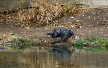 Large crocodiles in the Hamat - Gader nature reserve in northern Israel