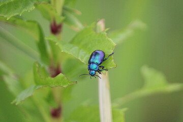 A blue beetle that is as beautiful as a jewel