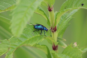 A blue beetle that is as beautiful as a jewel