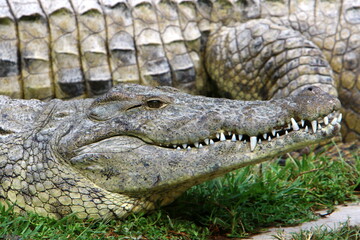 Fototapeta premium Large crocodiles in the Hamat - Gader nature reserve in northern Israel