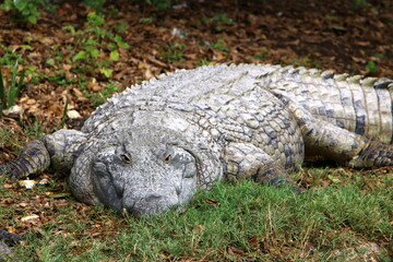 Large crocodiles in the Hamat - Gader nature reserve in northern Israel