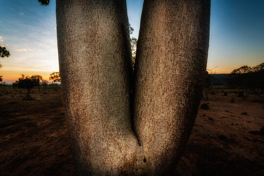 Boab Twins In The Kimberley Western Australia