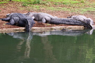 Large crocodiles in the Hamat - Gader nature reserve in northern Israel