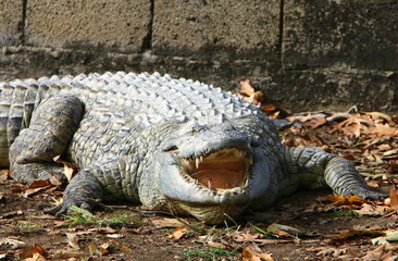Large crocodiles in the Hamat - Gader nature reserve in northern Israel
