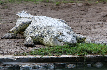 Large crocodiles in the Hamat - Gader nature reserve in northern Israel