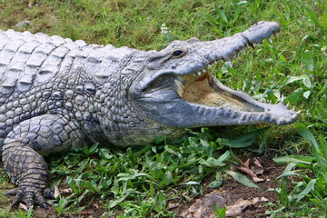 Fototapeta premium Large crocodiles in the Hamat - Gader nature reserve in northern Israel
