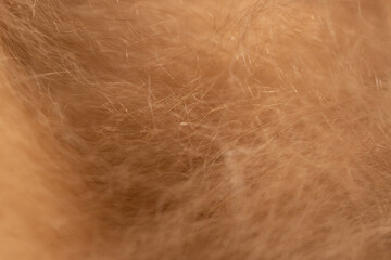 brown fur texture