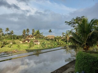Fototapeta premium Rice Paddies on Sunny Day in Bali, Indonesia