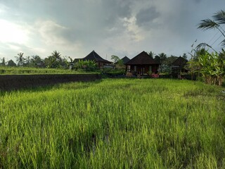 Fototapeta na wymiar Rice Fields outside Village in Bali, Indonesia