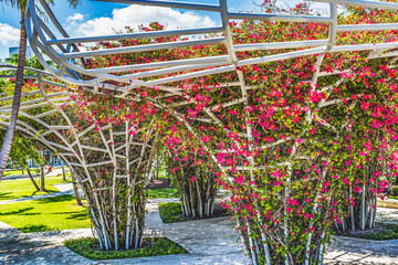 Red Bougainvillea Public Park Miami Beach Florida