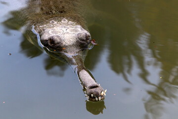 Large crocodiles in the Hamat - Gader nature reserve in northern Israel